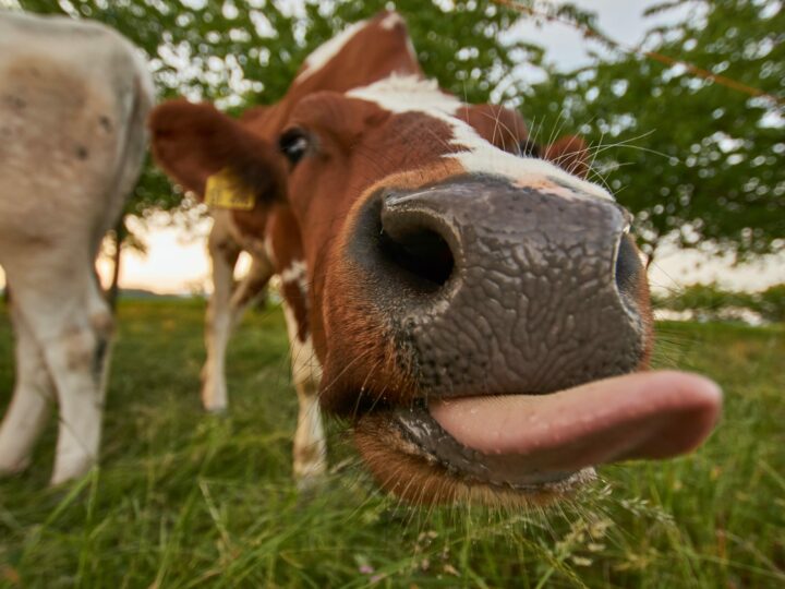 Learning French, even the animals have their say !